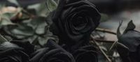 Black Rose